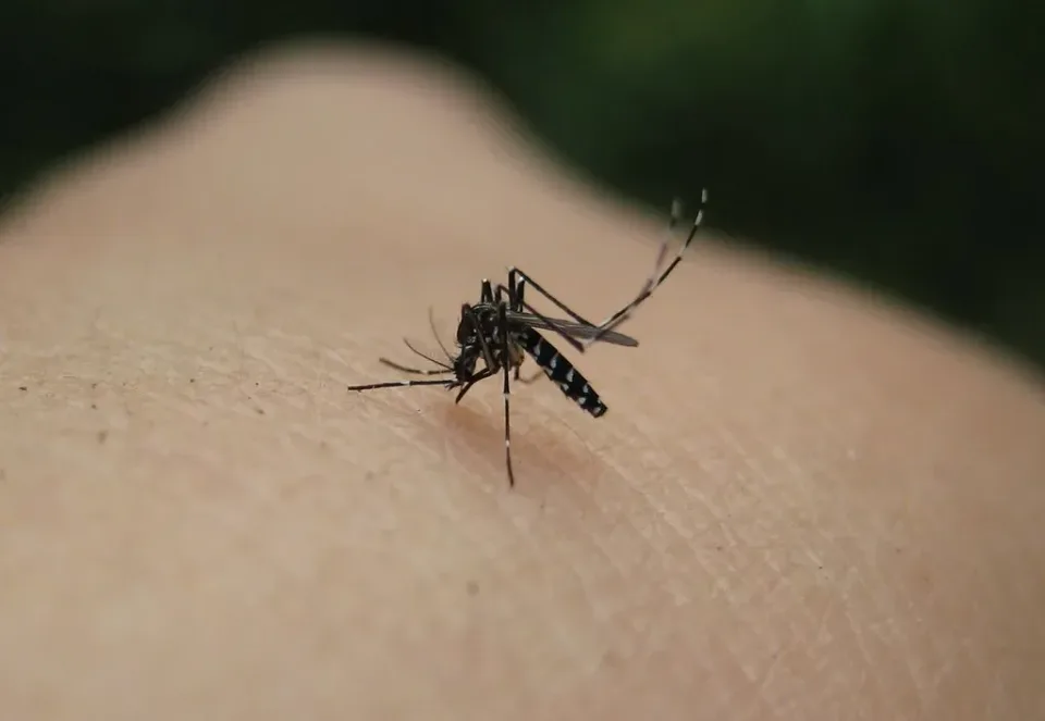 Asian Tiger Mosquito — Pest Control