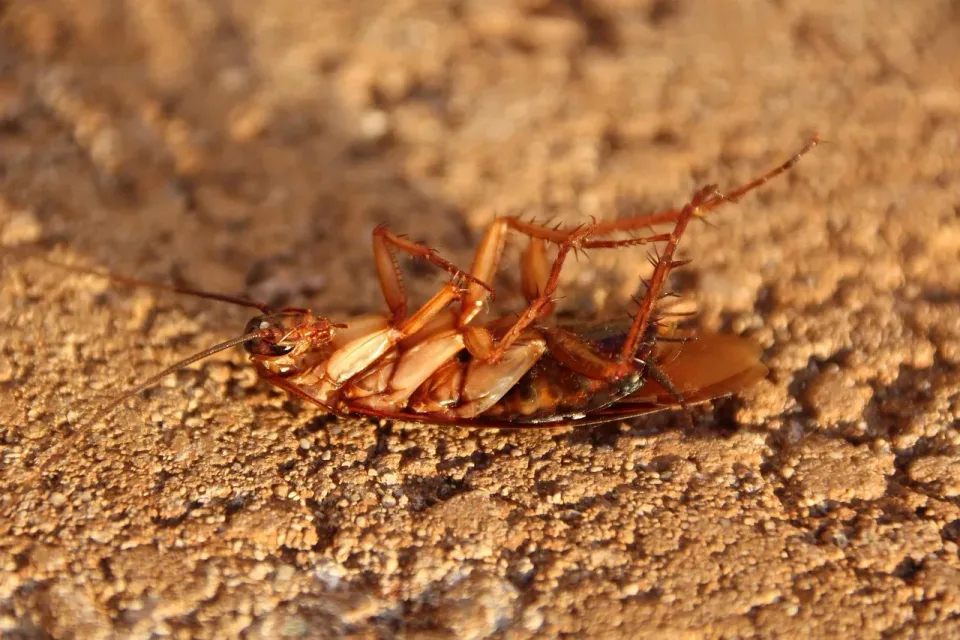 Cockroach — Pest Control