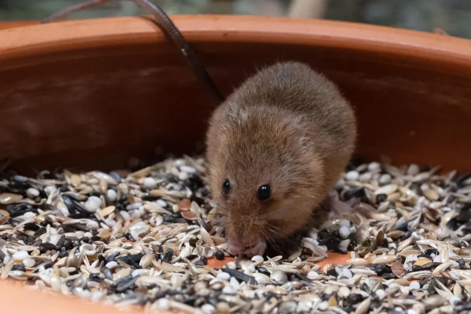 Harvest Mouse — Pest Control Harvest Mouse — Pest Control