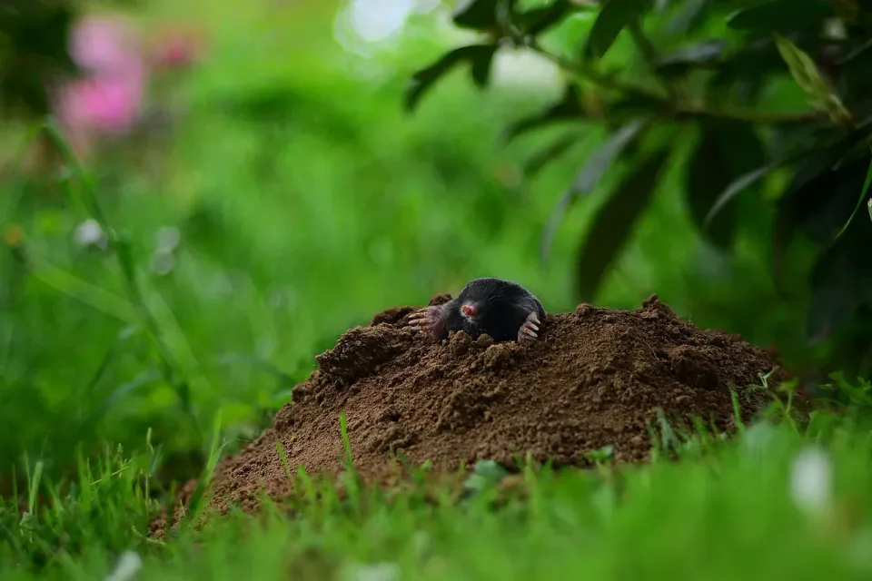 Mole — Pest Control
