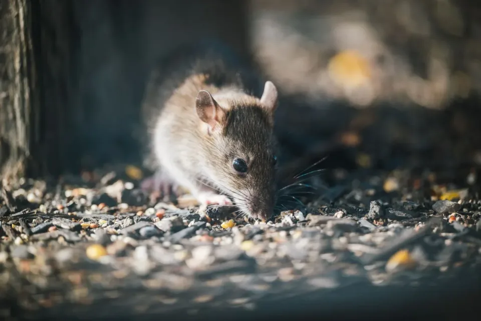 Rat — Pest Control