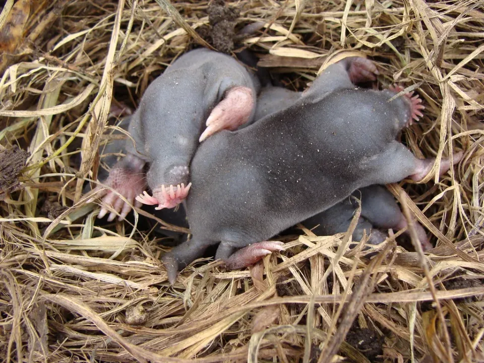 Star-nosed Mole — Pest Control