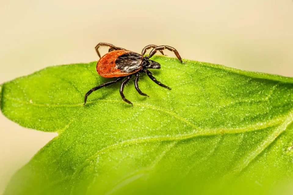Tick — Pest Control