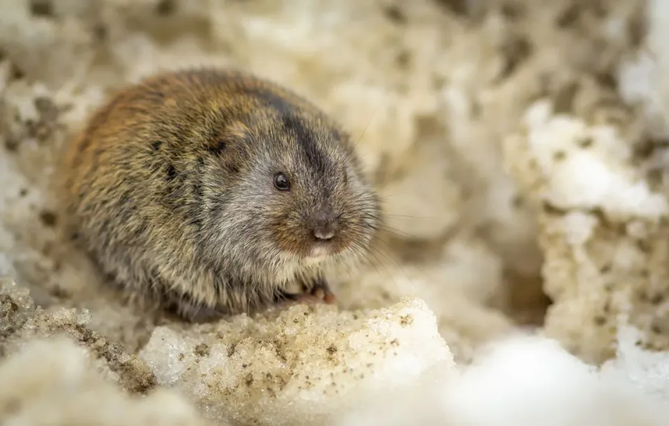 Vole — Pest Control Vole — Pest Control
