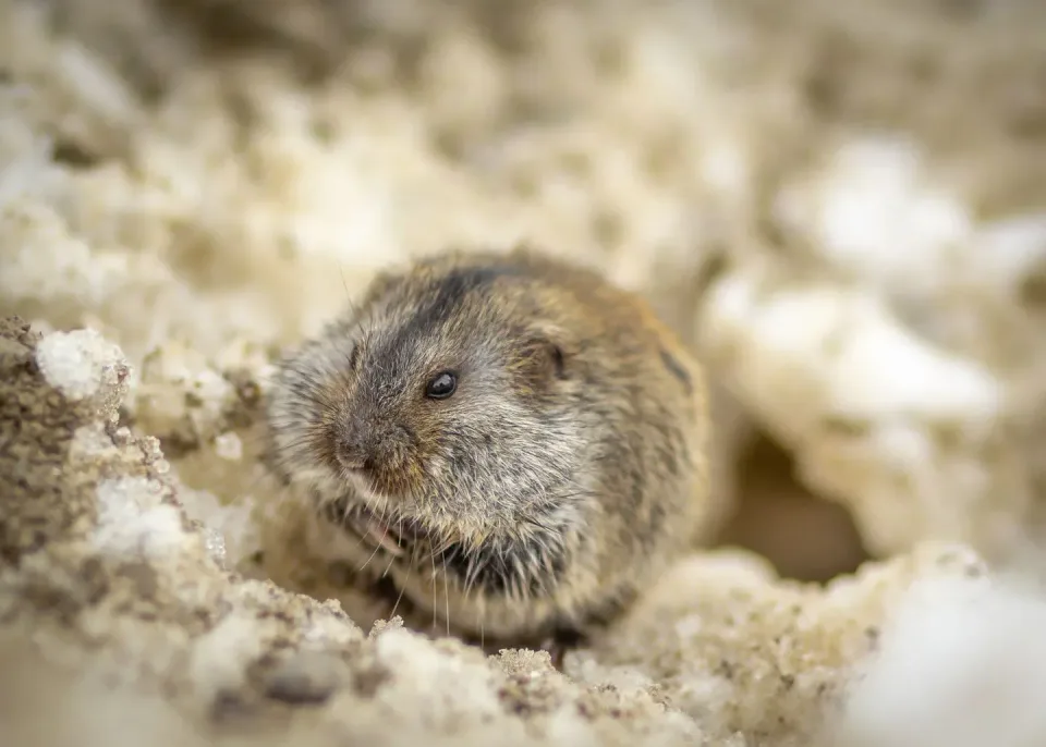 Vole — Pest Control Vole — Pest Control